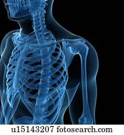 Upper body bones, artwork