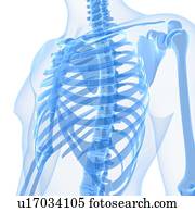 Upper body bones, artwork