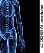 Upper body bones, artwork