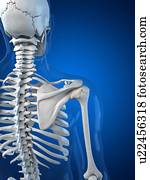 Upper body bones, artwork