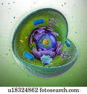 Animal cell, artwork