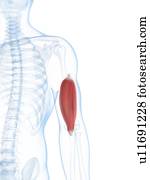 arme músculo, artwork