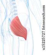 bunda, músculo, artwork