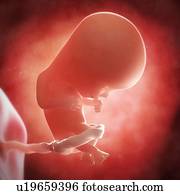 Foetus at 13 weeks, artwork