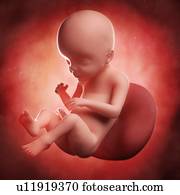 Foetus at 23 weeks, artwork