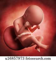 Foetus at 24 weeks, artwork