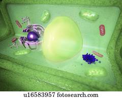 Plant cell, artwork
