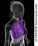 saudável, pulmões, artwork