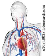 sistema cardiovascular, artwork