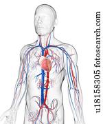 sistema cardiovascular, artwork