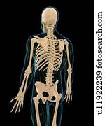 sistema lymphatic, artwork