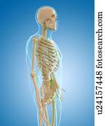 sistema lymphatic, artwork