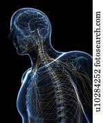 sistema nervoso, artwork