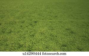 capim, prado, artwork