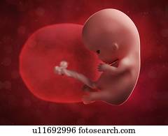 Foetus at 10 weeks, artwork