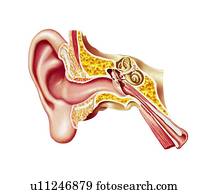 Human ear anatomy, artwork