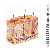 Human skin anatomy, artwork Human skin anatomy, artwork