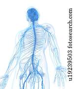 Male nervous system, artwork