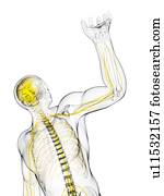 Male nervous system, artwork