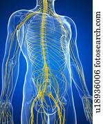 sistema nervoso, artwork