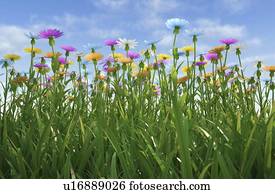 wildflower, prado, artwork