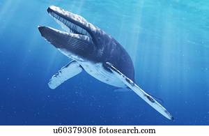 baleia azul, artwork