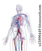 macho, sistema vascular, artwork