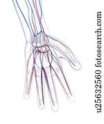 macho, sistema vascular, artwork