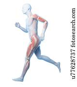 Runner anatomy, artwork Runner anatomy, artwork