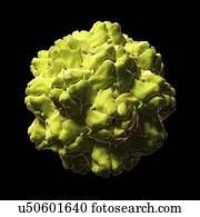 Turnip yellow mosaic virus, artwork