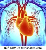 coração humano, artwork