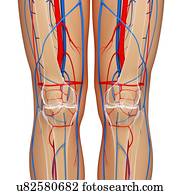 Knee Bone Stock Illustrations. 3,811 knee bone clip art images and