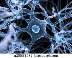 Nerve cells, artwork