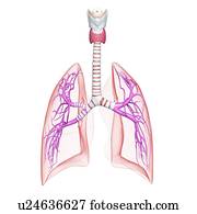 saudável, pulmões, artwork