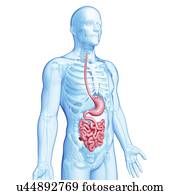 saudável, sistema digestivo, artwork