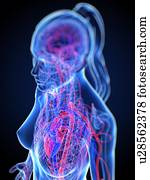 sistema cardiovascular, artwork