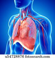 sistema cardiovascular, artwork