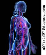 sistema cardiovascular, artwork