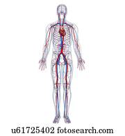 sistema cardiovascular, artwork