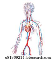 sistema cardiovascular, artwork