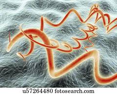 Syphilis bacteria, artwork