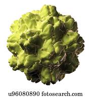 Turnip yellow mosaic virus