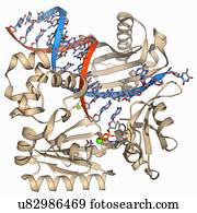 adn, polymerase, iv, com, adn