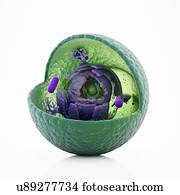 Animal cell, artwork