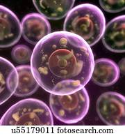 Animal cells, artwork