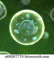 Animal cells, artwork