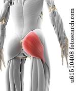 bunda, músculo, artwork