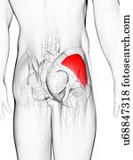 bunda, músculo, artwork