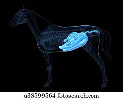 cavalo, sistema digestivo, artwork
