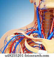 corpo superior, anatomia, artwork